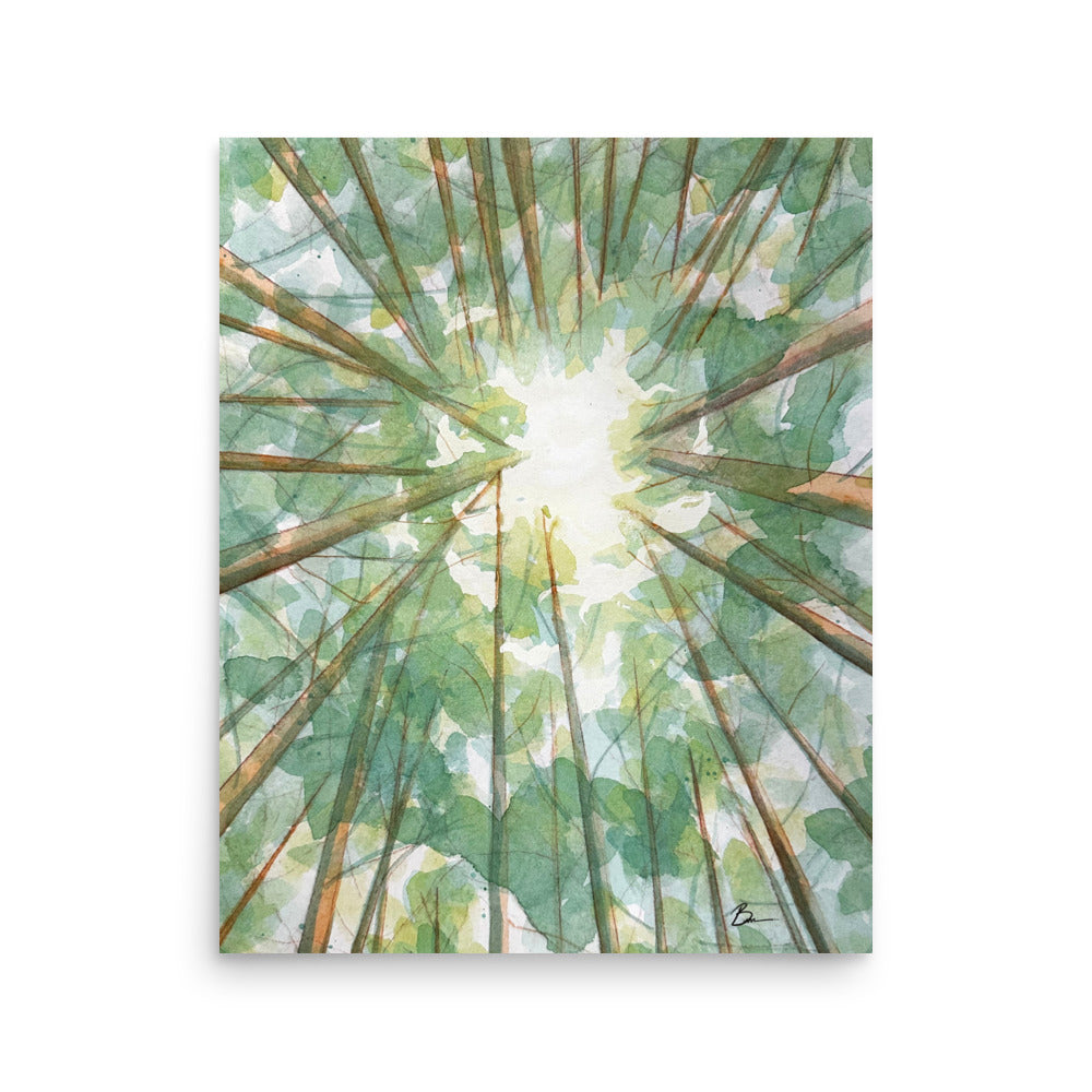 Forest Canopy - Matte Print