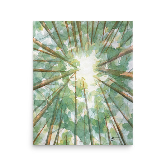 Forest Canopy - Matte Print